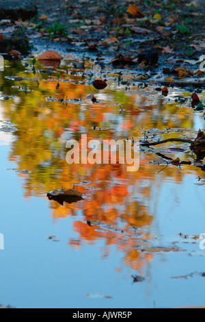 Vibrantly Colored Fall Foliage Autumn Leaves Reflected in a Puddle of Water Copy Space Stock Photo