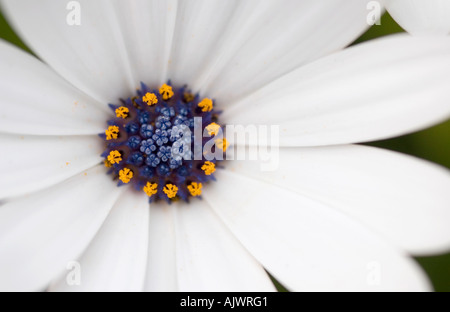 White osteospermum. African daisy flower Stock Photo