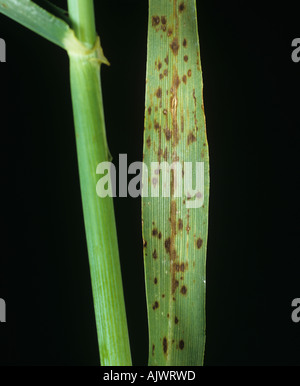 Leaf spotting on barley a symptom of manganese deficiency Stock Photo