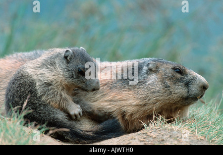 Alpine Marmot Stock Photo