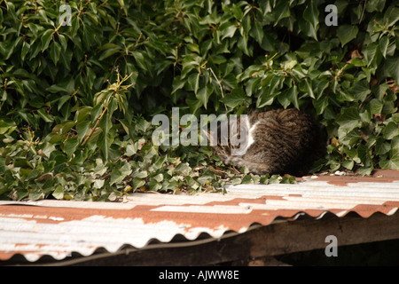 Tabby cat curled up and asleep on a tin roof Stock Photo