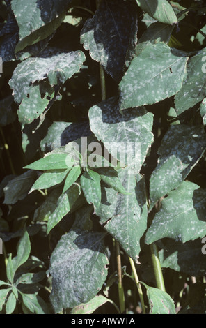 Powdery mildew Erysiphe cichoracearum on Jerusalem artichoke leaves Stock Photo