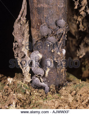 Stem rot Sclerotinia sclerotiorum sclerotia shown in oilseed rape Stock ...