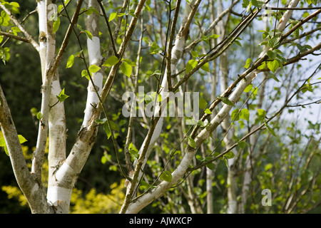 Close-up of a Himalayan Silver Birch (Betula utilis var. jacquemontii) showing the white bark, Surrey, England. Stock Photo