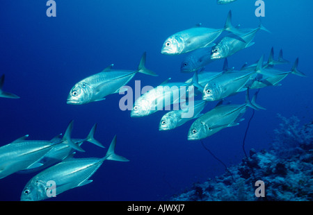 Horse-eye Jack / Horse-eye Trevally Stock Photo