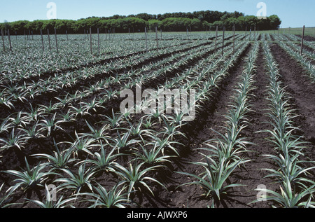 Young pineapple crop even rows of young plants South Africa Stock Photo