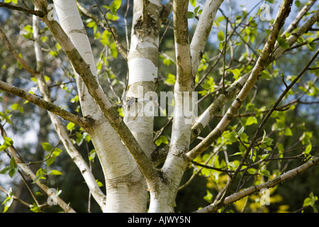 Close-up of a Himalayan Silver Birch (Betula utilis var. jacquemontii) showing the white bark, Surrey, England. Stock Photo