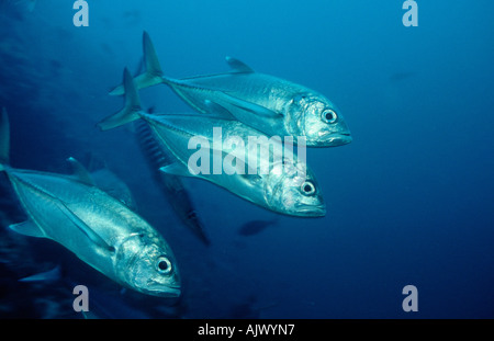 Horse-eye Jack / Horse-eye Trevally Stock Photo