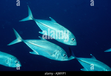 Horse-eye Jack / Horse-eye Trevally Stock Photo