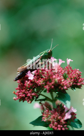 Common Green Grasshopper / Bunter Grashuepfer Stock Photo
