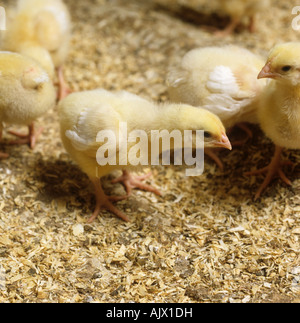 Seven day old broiler chick in a chicken house Stock Photo