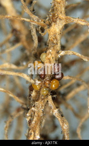 Golden potato cyst nematode Globodera rostochiensis old cysts on potato root Stock Photo