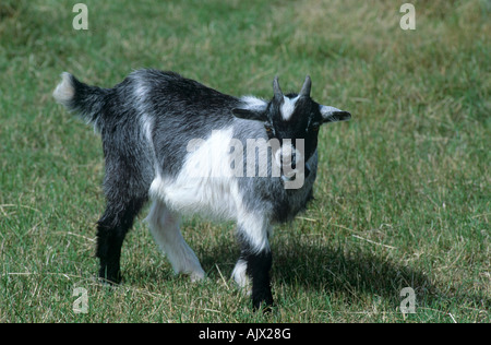 A pygmy goat kid on grass Somerset Stock Photo