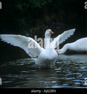 Adult white farmed goose standing in a stream with wings outstretched Stock Photo