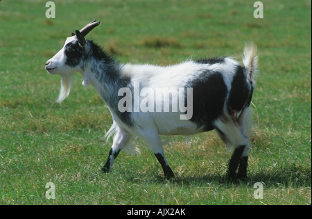Adult pygmy goat nanny on grass pasture Stock Photo