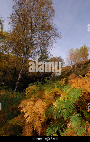 Glen Lyon in autumn with glowing slopes of bracken and birch trees in a variety of autumn colours Perthshire Scotland UK Stock Photo