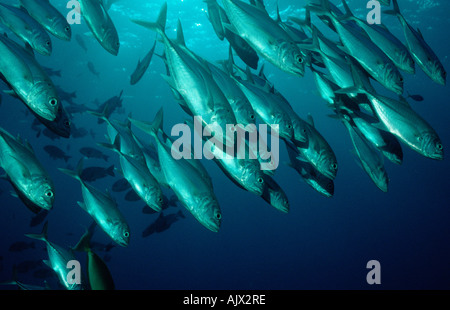 Horse-eye Jack / Horse-eye Trevally Stock Photo