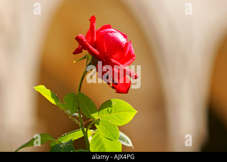 Rote Rose im Franziskanerkloster von Ston Halbinsel Peljesac | Red rose in the Franciscan Monastery of Ston Peninsula Peljesac Stock Photo