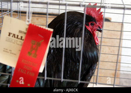 Rooster first place winner in fall fair at Heritage Park Calgary Alberta Canada Stock Photo