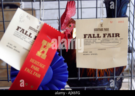 Rhode Island Red rooster first place winner in fall fair at Heritage Park Calgary Alberta Canada Stock Photo