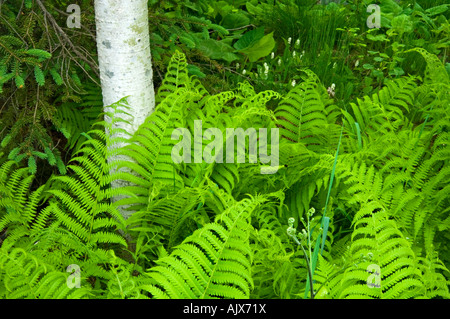 Wood fern (Dryopteris spp) and aspen tree trunks , Greater Sudbury, Ontario, Canada Stock Photo