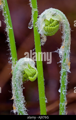 Interrupted fern (Osmunda claytoniana) Emerging fiddleheads with protective coverings and raindrops Ontario Stock Photo