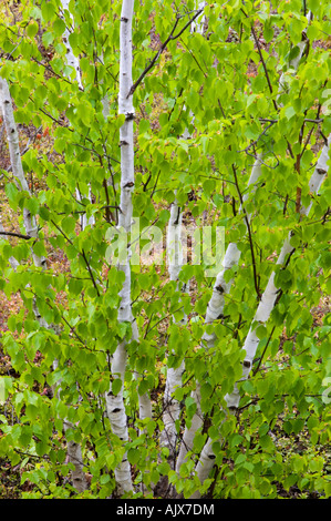 Fresh spring foliage on multistem birch tree (Betula papyrifera) , Greater Sudbury, Ontario, Canada Stock Photo