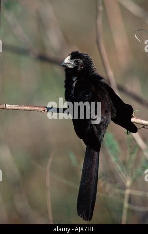 Smooth-billed Ani / Glattschnabelani Stock Photo