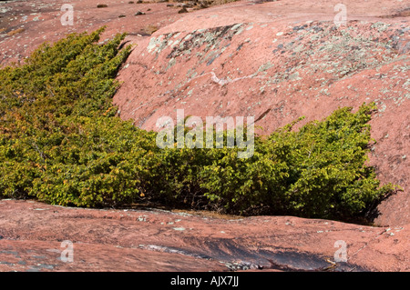 Juniper shrub colonizing weathered crack in granite outcrop Killarney Provincial Park Ontario Stock Photo