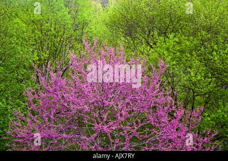 Redbud (Cercis canadensis) and spring foliage, Great Smoky Mountains National Park, Tennessee, USA Stock Photo