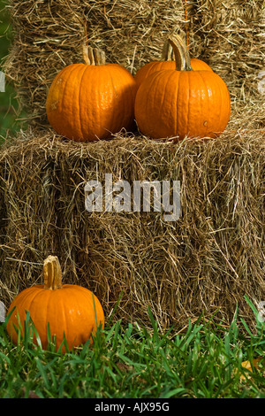 pumpkins on top of a hay bale Stock Photo - Alamy