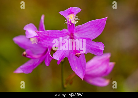 Grass Pink (Calapogan tuberosus) pulchellus in Black Marsh a black spruce bog, North Cape, PEI, Canada Stock Photo