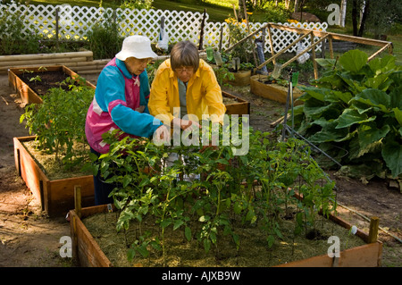 garden raised beds lasagne vegetable ontario alamy screened covers sudbury greater punkari tends lil mrs age