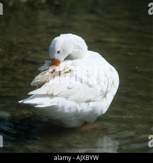 Farmed white goose standing in a stream preening its feathers Stock Photo