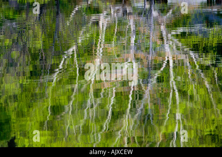 Birch reflections in Charlton Lake, Willisville, Ontario, Canada Stock Photo