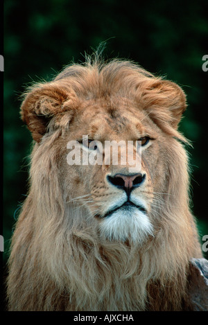 Barbary Lion Stock Photo