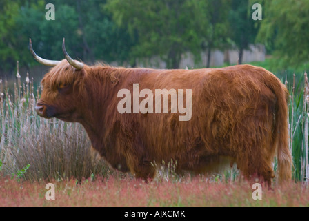 Highland cattle cow Stock Photo
