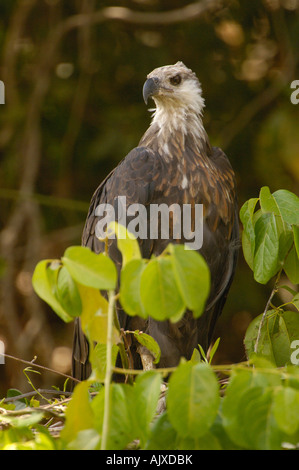 Madagascar fish eagle. Lake Ravelobe across from the Ampijeroa Forest Station Stock Photo