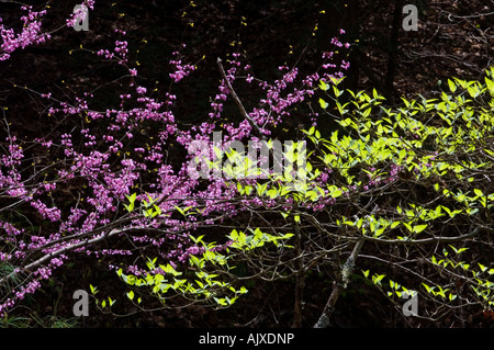 Redbud (Cercis canadensis) and emerging spring foliage in woodland, Great Smoky Mountains National Park, Tennessee, USA Stock Photo