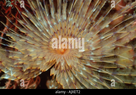 Fanworm / Feather-duster Worm Stock Photo