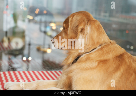 Golden Retriever Dog looking out the window. Wacker Drive, Chicago, Illinois, USA Stock Photo