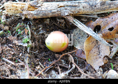 A fallen acorn on the forest floor ready to grow Stock Photo