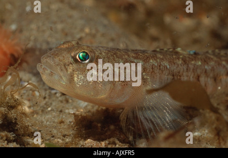 Rock Goby Stock Photo