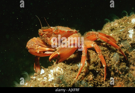 North Atlantic Shore Crab Stock Photo