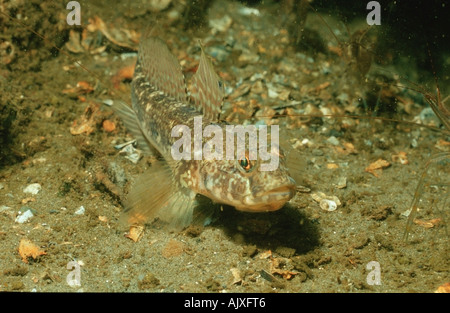 Rock Goby Stock Photo