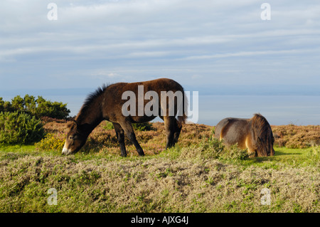 Two Exmoor ponies grazing in Exmoor National Park near Porlock, Somerset, England. Stock Photo