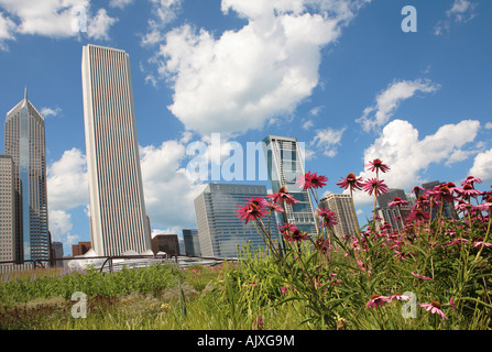 purple coneflowers and prairie grasses in lurie garden in millenium park downtown chicago illinois usa Stock Photo