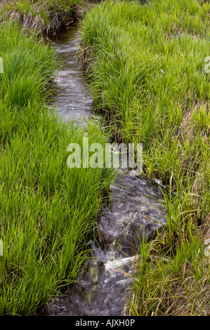 Freshwater stream flowing through meadow in spring, Greater Sudbury, Ontario, Canada Stock Photo