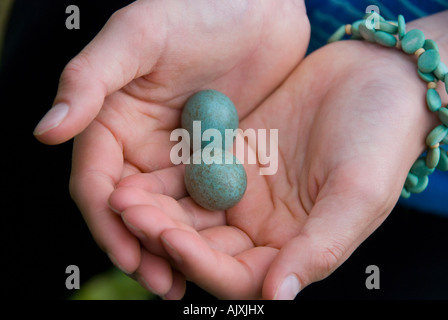 Two common blackbird eggs, Turdus merula, also known as the Eurasian Blackbird, held in a girl's cupped hands Stock Photo