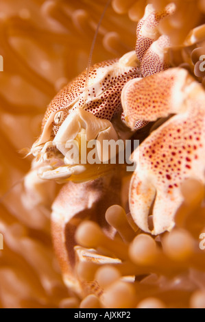 Porcelain Crab Neopetrolisthes maculata in a Haddons Sea Anemone Stichodactyla haddoni Stock Photo